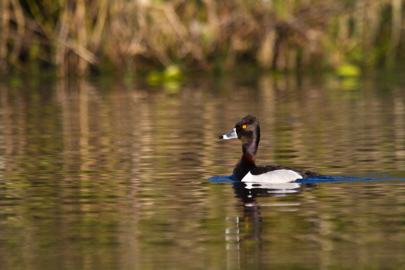 Ring-Necked Duck